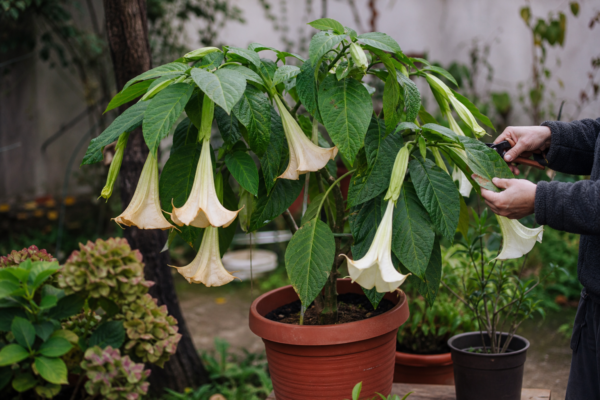 Trâmbița îngerilor (Brugmansia suaveolens) – sfaturi de plantare și îngrijire