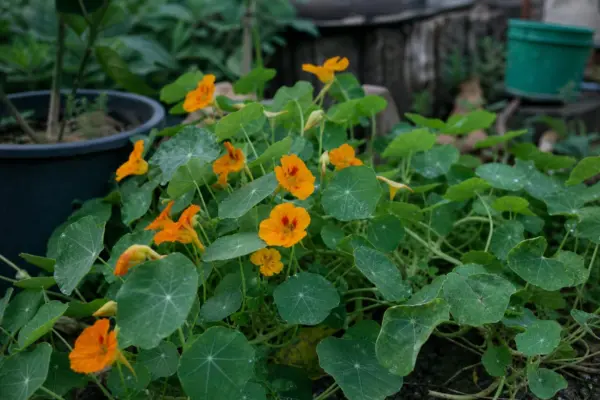 Condurul doamnei (Tropaeolum majus) – tot ce trebuie să știi despre plantare și îngrijire
