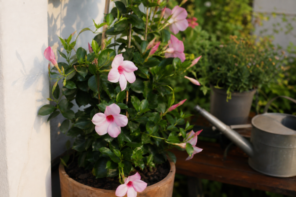 Dipladenia (Mandevilla sanderi) – tot ce trebuie să știi despre plantare și îngrijire
