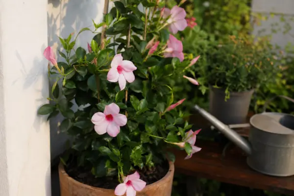 Dipladenia (Mandevilla sanderi) – tot ce trebuie să știi despre plantare și îngrijire