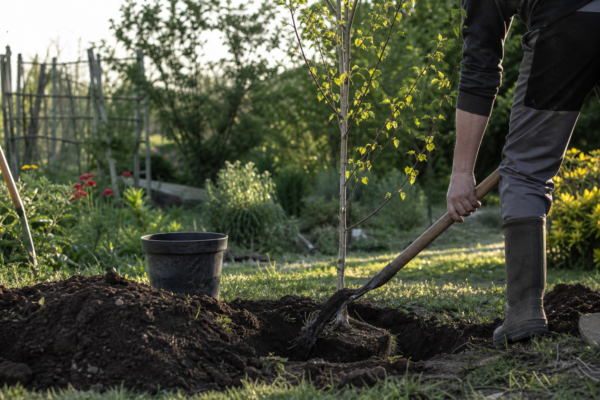 Mesteacăn (Betula pendula): cum se plantează și cum se îngrijește corect