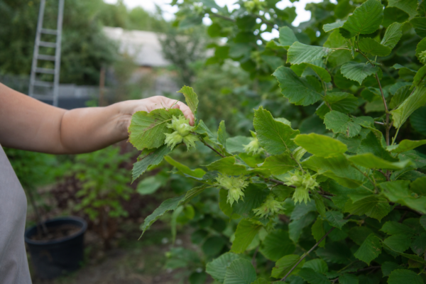 Alun (Corylus avellana): ce condiții cere și cum o îngrijești
