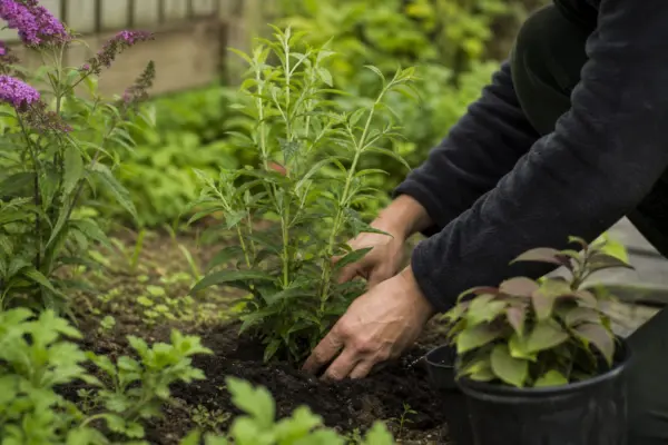 Liliac de vară (Buddleja davidii) – plantare și îngrijire pas cu pas