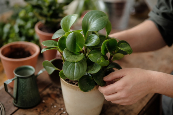 Peperomia obtusifolia – sfaturi de plantare și îngrijire