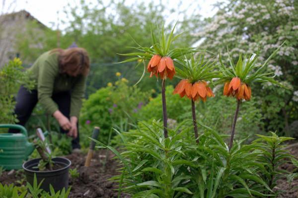 Coroana imperială (Fritillaria imperialis) – de la plantare la întreținerea de zi cu zi