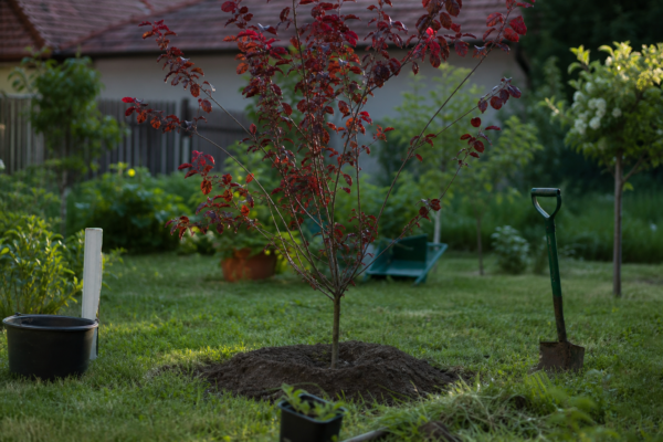 Corcoduș roșu (Prunus cerasifera): cum se plantează și cum se îngrijește corect