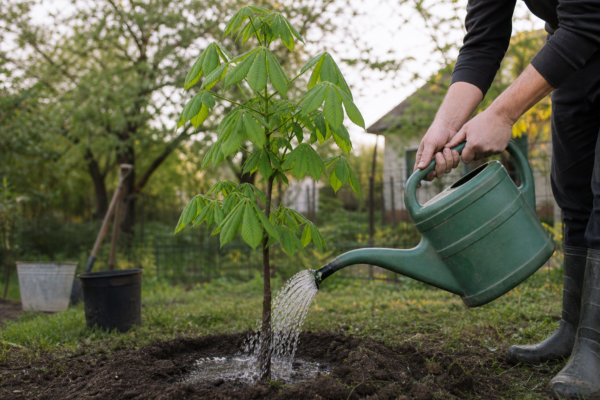 Castan (Aesculus hippocastanum) – plantare, udare și întreținere