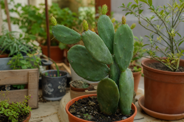 Limba-soacrei (cactus) (Opuntia microdasys) – condiții de creștere, plantare și îngrijire