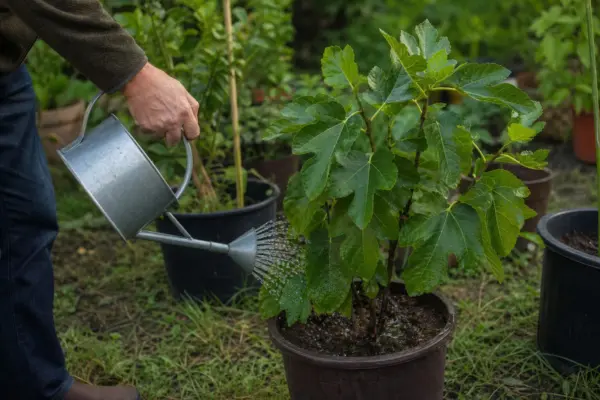Smochin (Ficus carica) – plantare, udare și întreținere
