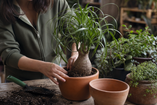 Piciorul elefantului (Beaucarnea recurvata) – ghid practic de plantare și îngrijire