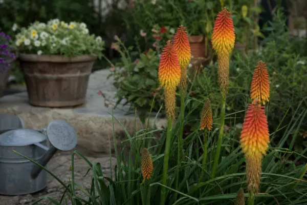 Kniphofia uvaria – ghid complet de cultivare și îngrijire