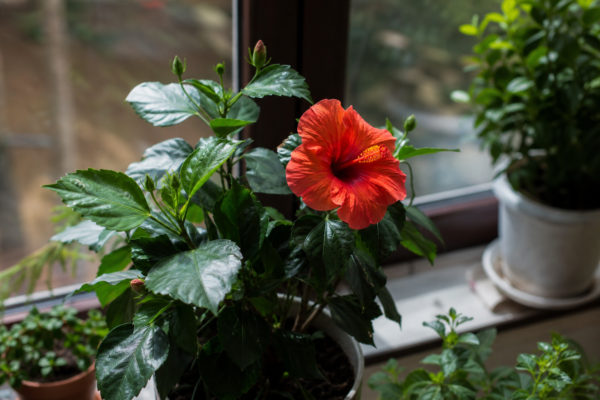 Trandafirul japonez (Hibiscus rosa-sinensis): ce condiții cere și cum o îngrijești