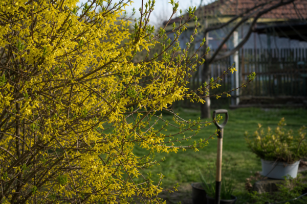 Forsythia intermedia – ghid practic de plantare și îngrijire