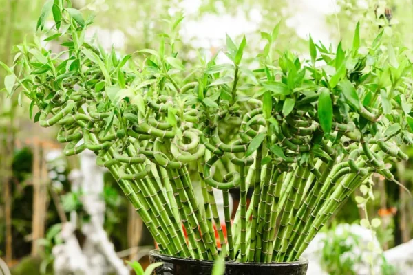 Adoptați stilul de viață Zen cu bonsai natural la ghiveci pentru interior