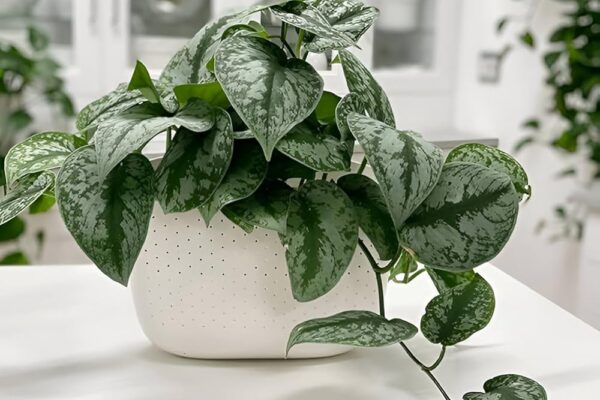 Transforma-ti casa intr-un paradis verde cu plante decorative prin frunze