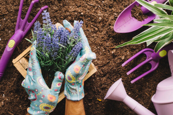 Comandă Curcuma longa – adu planta minune la tine acasă într-un ghiveci!