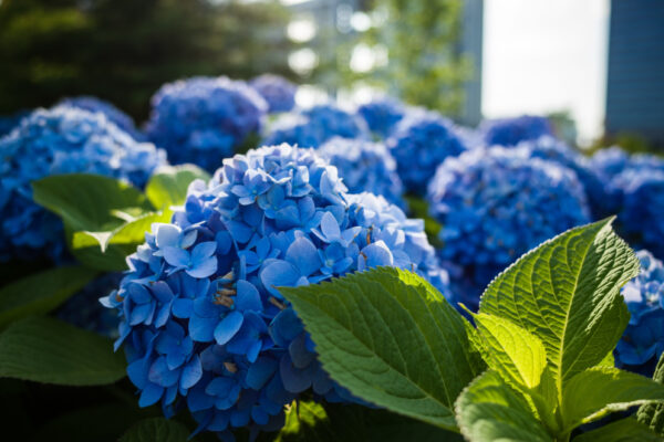 Înflorirea spectaculoasă a Azaleei de grădină (Azalea japonica) – o priveliște de neuitat în primăvară!