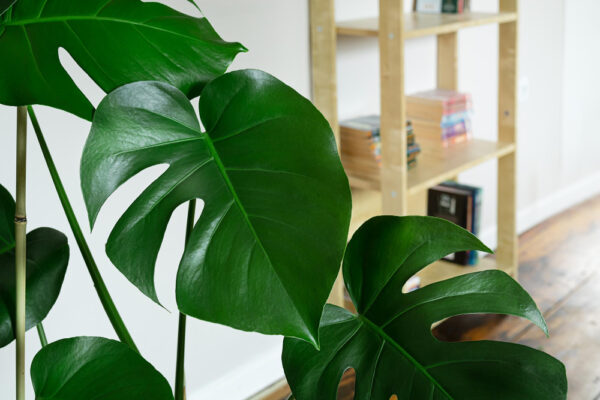 Transformă-ți casa într-un colț de natură cu flori și plante de apartament decorative