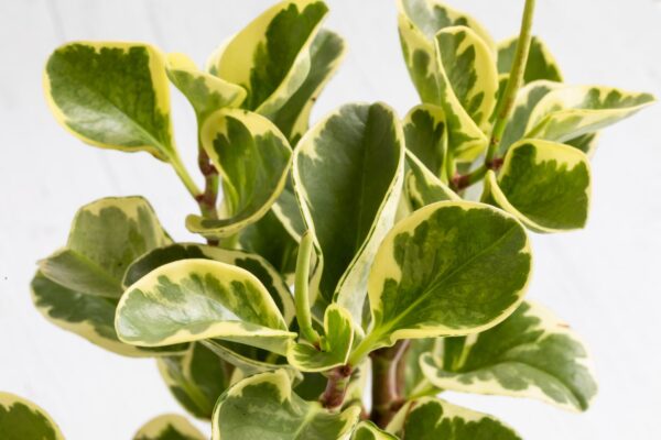 Flori de apartament: Cele mai frumoase plante în ghiveci pentru a decora interiorul casei tale