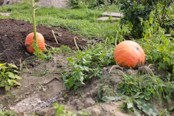 Ce legume se plantează toamna pentru recolta următoare