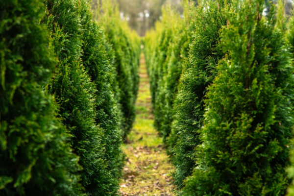 Thuja – Varietăți și trucuri pentru îngrijirea acestor plante