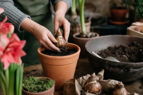 Amaryllis (Hippeastrum hybridum) – ghid pas cu pas de plantare și întreținere
