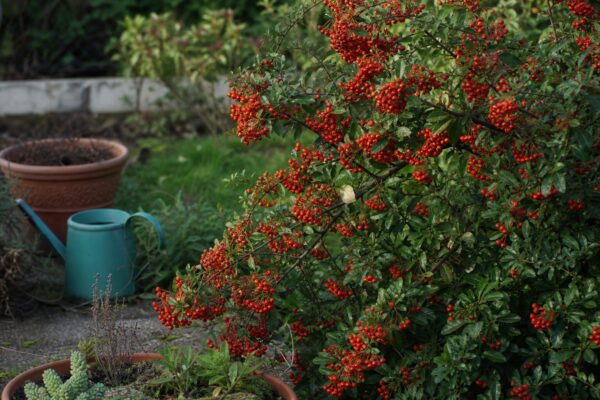 Pyracantha (Pyracantha coccinea) – condiții de creștere, plantare și îngrijire