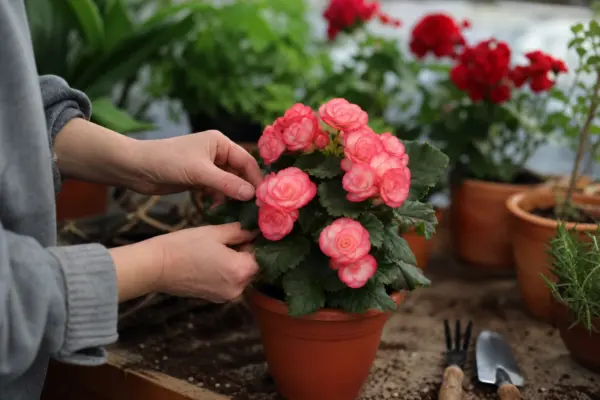 Begonie Elatior (Begonia elatior) – sfaturi pentru plantare, creștere și întreținere