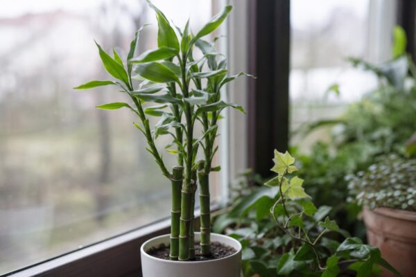 Bambusul norocos (Dracaena sanderiana) – ghid practic de plantare și îngrijire