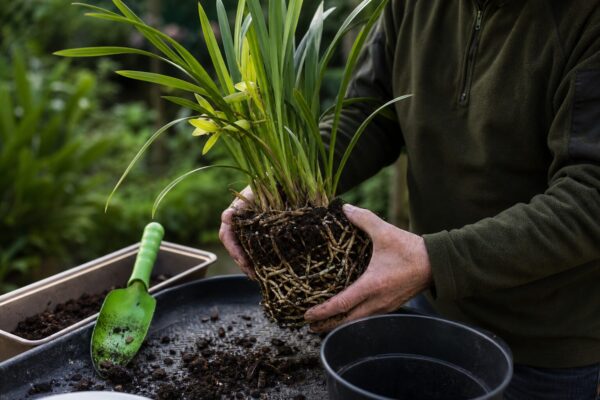 Orhideea Cymbidium (Cymbidium hybridum) – sfaturi pentru plantare, creștere și întreținere