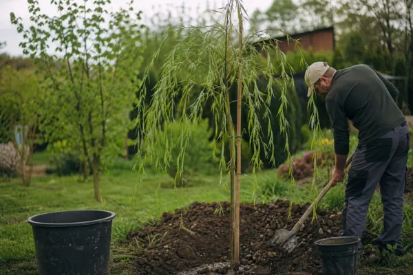 Salcie plângătoare (Salix babylonica) – plantare și îngrijire pas cu pas