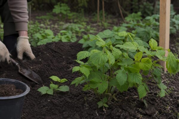 Zmeur (Rubus idaeus) – sfaturi de plantare și îngrijire