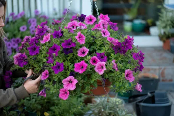 Surfinia (Petunia surfinia) – plantare, udare și întreținere