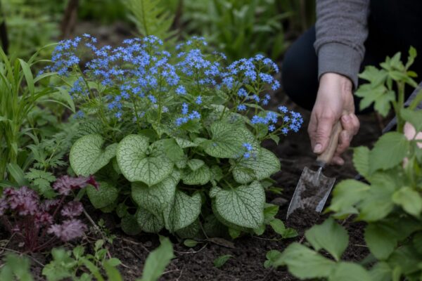Brunnera (Brunnera macrophylla) – ghid practic de plantare și îngrijire