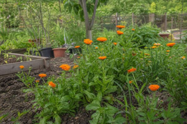 Galbenele (Calendula officinalis) – ghid complet de cultivare și îngrijire