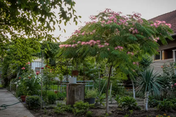 Arborele de mătase (Albizia julibrissin) – plantare, îngrijire și greșeli de evitat