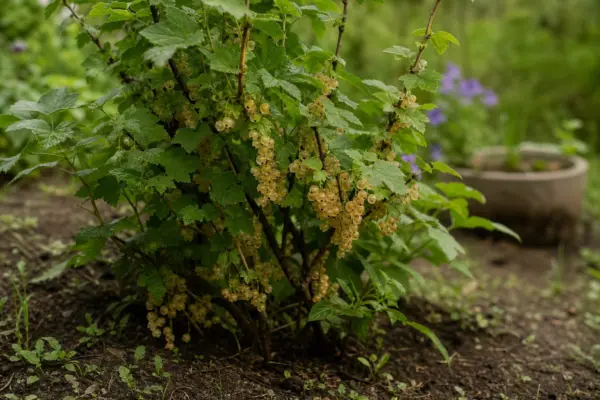 Coacăz alb (Ribes rubrum var. album) – plantare, îngrijire și greșeli de evitat