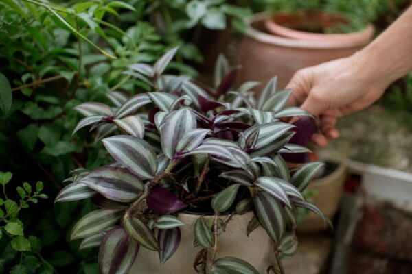 Telegraf (Tradescantia zebrina) – ghid practic de plantare și îngrijire