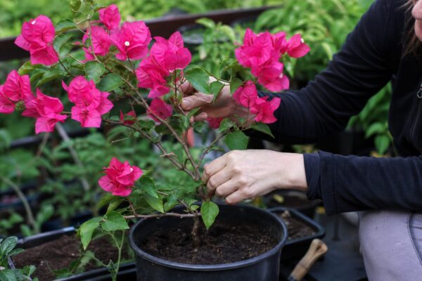 Bougainvillea (Bougainvillea glabra) – de la plantare la întreținerea de zi cu zi