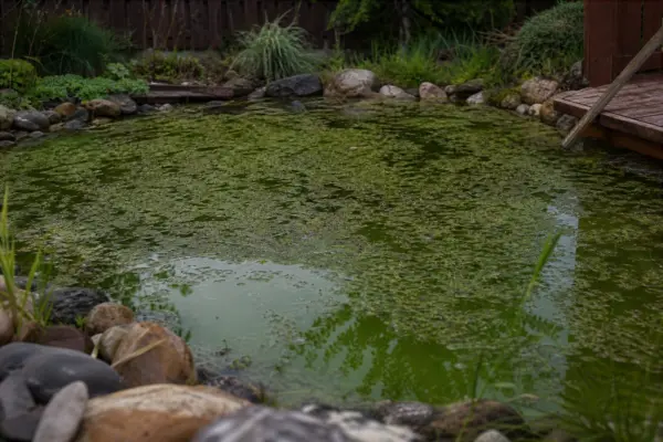 De ce apa iazului devine verde și cum rezolvi problema