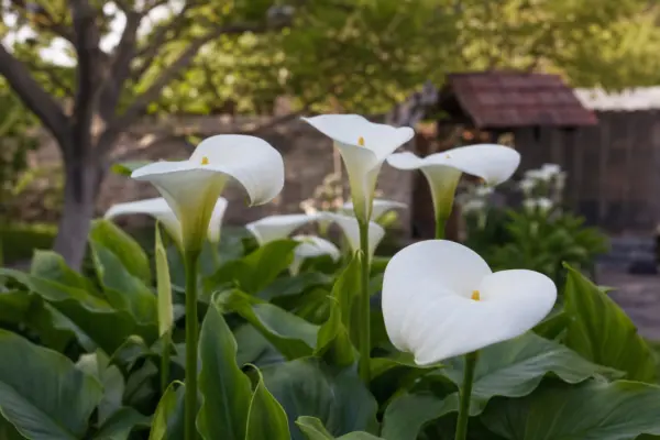 Cala (Zantedeschia aethiopica) – tot ce trebuie să știi despre plantare și îngrijire