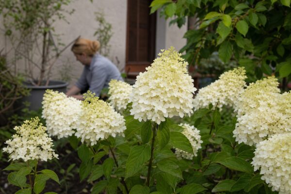 Hortensie paniculata (Hydrangea paniculata) – sfaturi de plantare și îngrijire