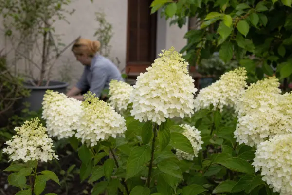 Hortensie paniculata (Hydrangea paniculata) – sfaturi de plantare și îngrijire