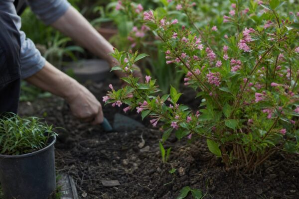 Weigela (Weigela florida) – ghid practic de plantare și îngrijire