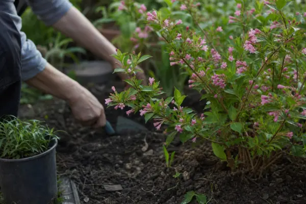 Weigela (Weigela florida) – ghid practic de plantare și îngrijire