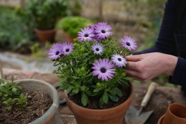 Margaretă africană (Osteospermum ecklonis) – plantare, îngrijire și greșeli de evitat