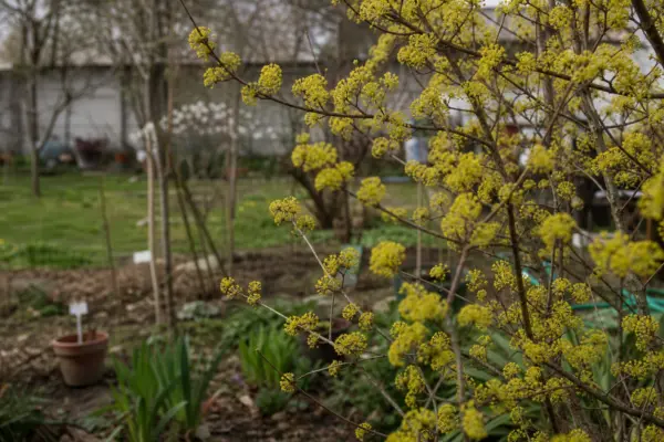 Corn (Cornus mas) – tot ce trebuie să știi despre plantare și îngrijire