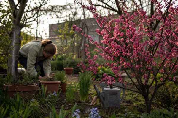 Corcoduș roșu (Prunus cerasifera) – tot ce trebuie să știi despre plantare și îngrijire