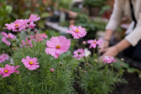 Cosmosul (Cosmos bipinnatus) – tot ce trebuie să știi despre plantare și îngrijire