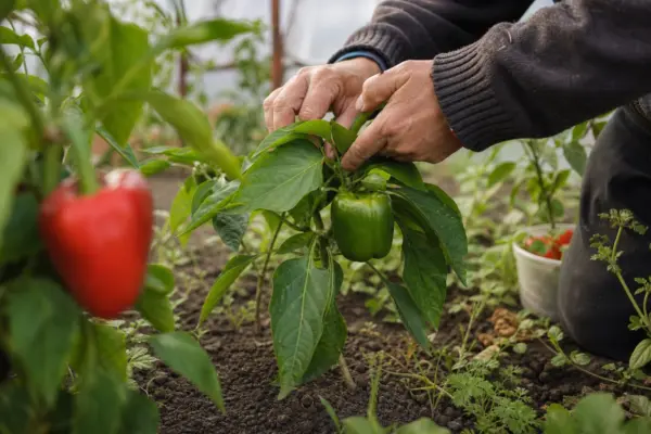 Cum îngrijești ardeii în solar după plantare